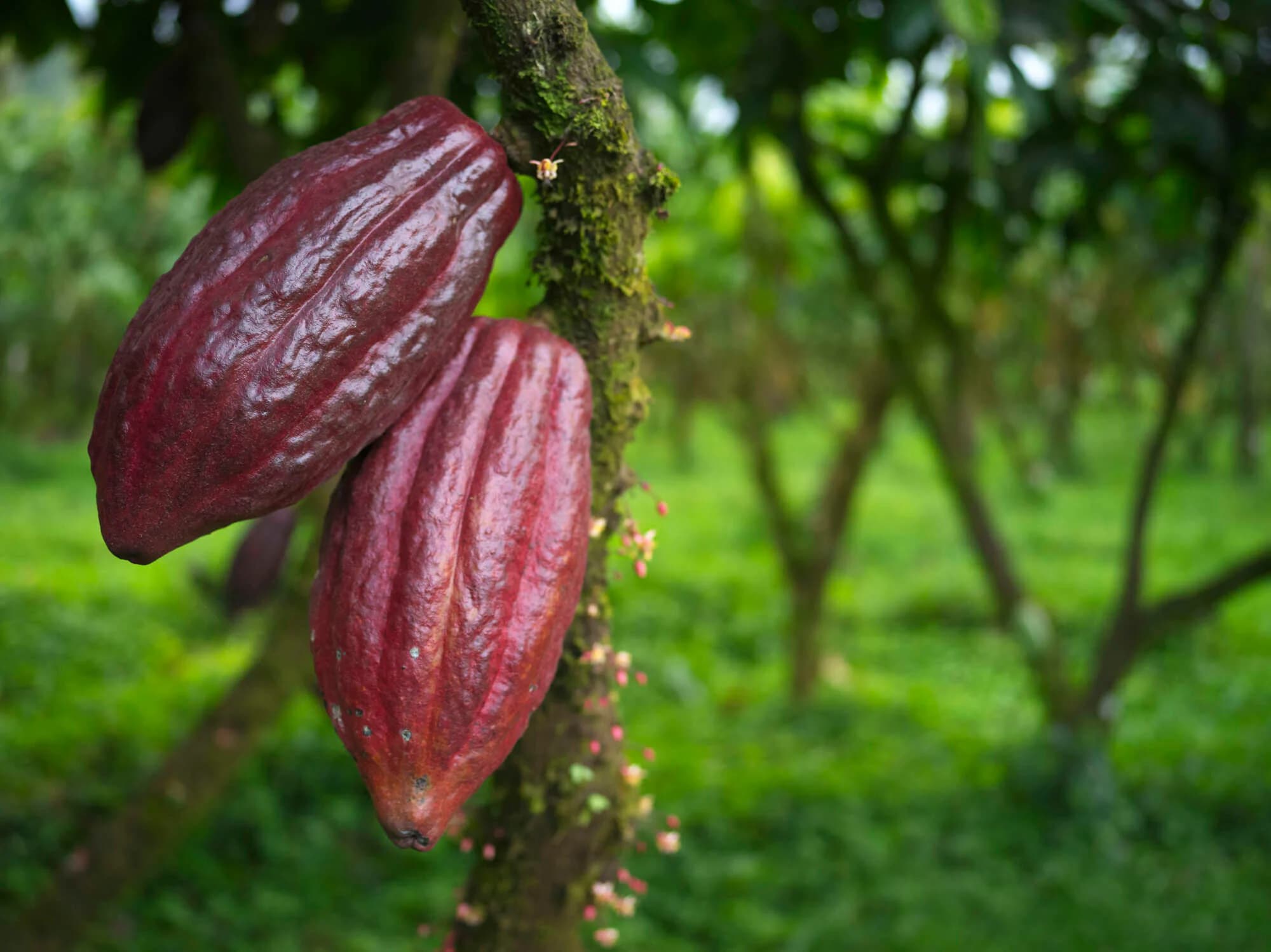le merveilleux cacao de Saldac: plaisir, qualité et valeurs!