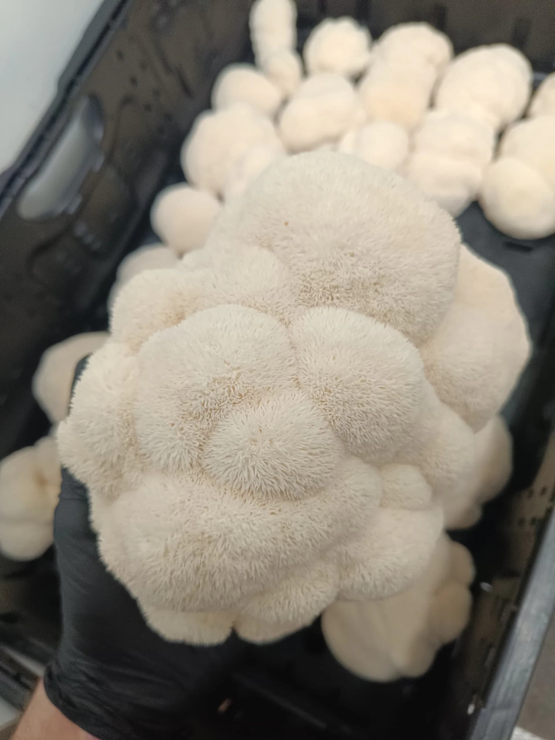 Lion's Mane: comprendre ses bienfaits et l'intégrer dans son café quotidien