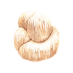 Champignon Lion's Mane