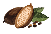 Fèves de cacao