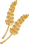 Épis d'orge